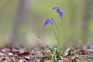 Spring Awakening Drucke: Common bluebell (Hyacinthoides non-scripta)