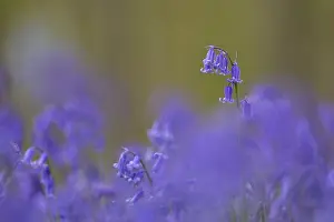 Deserted Blue Blossom Drucke: Common bluebell (Hyacinthoides non-scripta)