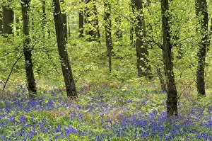 Rural Scenery Drucke: Common bluebell (Hyacinthoides non-scripta) in the deciduous forest