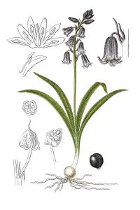 Common Bluebell Drucke: Common bluebell (Hyacinthus nonscriptus)