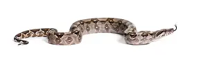 White Background Snakes Drucke: Common boa, Boa constrictor, against white background