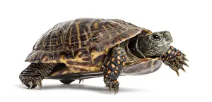 Reptile Studio Shot Drucke: Common box turtle, isolated on white