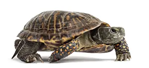 Wild Animal Isolated On White Drucke: Common box turtle, isolated on white