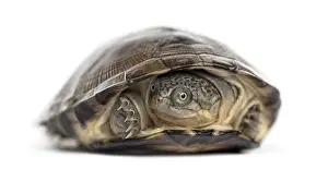 Studio Shot Of A Turtle Drucke: Common box turtle, isolated on white