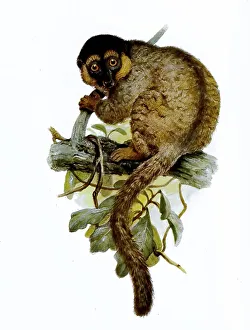 Common Brown Lemur Drucke: Common brown lemur (Eulemur fulvus)