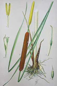 Detailed Inflorescence View Drucke: Common Bulrush (Typha latifolia)