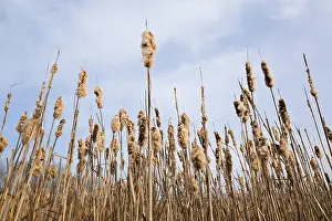 Germany Flora Drucke: Common bulrush (Typha latifolia)