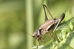 Gemeine Heuschrecke