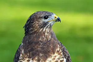 Animal Head Shot Drucke: Common Buzzard (Buteo buteo)