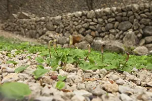 European Deserted Landscape Drucke: Common cap-aroon, common monk's cap