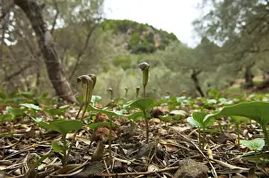Balearic Islands Nature Drucke: Common cap-aroon, common monk's cap