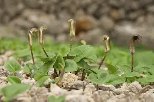 European Deserted Landscape Drucke: Common cap-aroon, common monk's cap