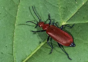 Deserted Wildlife Scenes Drucke: Common cardinal beetle, fire beetle