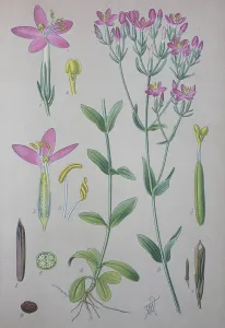 Detailed Inflorescence Images Drucke: Common centaury (Centaurium erythraea)