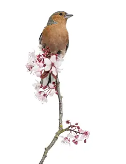 White Background Bird Drucke: Common Chaffinch perched on branch
