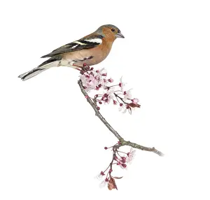 White Background Bird Drucke: Common Chaffinch perched on branch
