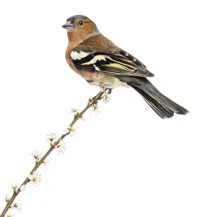 White Background Bird Drucke: Common Chaffinch perched on branch