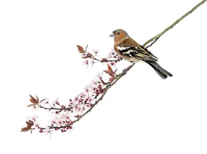 White Background Bird Drucke: Common Chaffinch perched on branch