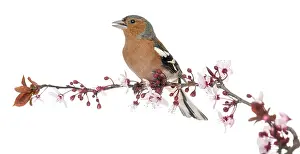 Songbird Pictures Drucke: Common Chaffinch perched on branch