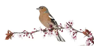 White Background Bird Drucke: Common Chaffinch perched on branch