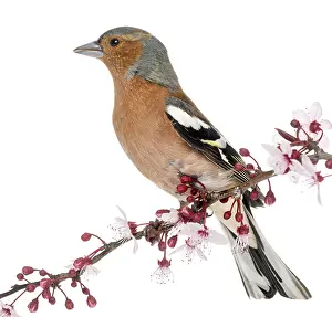 White Background Bird Drucke: Common Chaffinch perched on branch