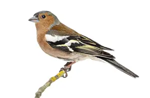 White Background Bird Drucke: Common Chaffinch perched on branch