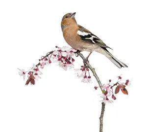 White Background Bird Photography Drucke: Common Chaffinch perched on branch