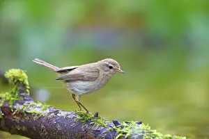 Drucke von Gemeine Schilfmeise (Phylloscopus collybita) Solms, Hessen Zilpzalp Drucke: Gemeine Schilfmeisenwürger (Phylloscopus collybita) Solms