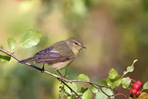 Drucke von Gemeine Schilfmeise oder (Phylloscopus collybita) Solms, Hessen Zilpzalp Drucke: Gemeine Schilfmeise oder (Phylloscopus collybita) Solms.