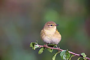 Europe Bird Species Drucke: Common chiffchaff or (Phylloscopus collybita) Solms
