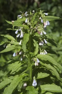 Medicinal Herbs Drucke: Common comfrey