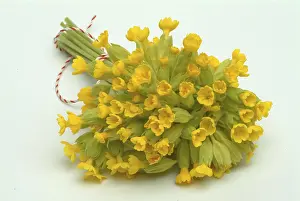 Herbal Remedies Drucke: Common cowslip (Primula officinalis)