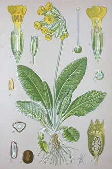 Yellow Spring Flowers Europe Drucke: Common cowslip (Primula veris)