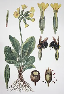 Spring Blooms Nature Drucke: Common cowslip (Primula veris)