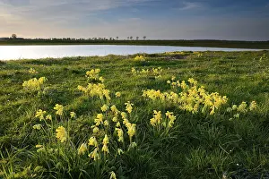 Xanten Germany Drucke: Common cowslip (Primula veris)