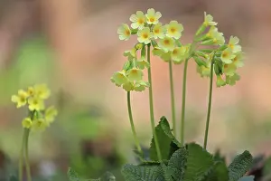 Baden Württemberg Botany Drucke: Common cowslip (Primula veris)
