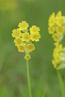 Apothecary Primrose Drucke: Common cowslip (Primula veris)