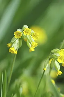Primula Veris Drucke: Common cowslip (Primula veris)