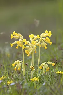 Primula Veris Drucke: Common cowslip (Primula veris)