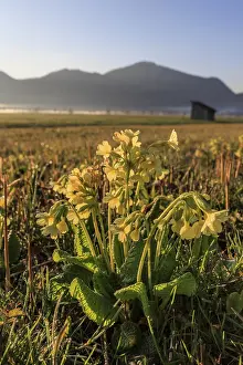 Primula Veris Drucke: Common cowslip (Primula veris)