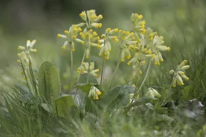 Primula Veris Drucke: Common cowslip (Primula veris)