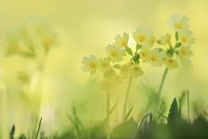 Primula Veris Drucke: Common cowslip (Primula veris)