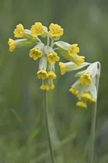 Primula Veris Drucke: Common cowslip (Primula veris)