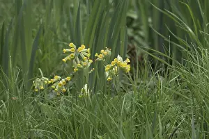 Primula Veris Drucke: Common cowslip (Primula veris)