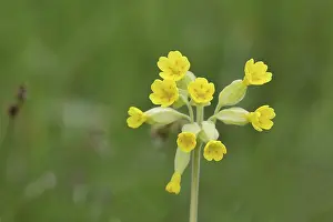 Medicinal Plant Europe Drucke: Common cowslip (Primula veris)