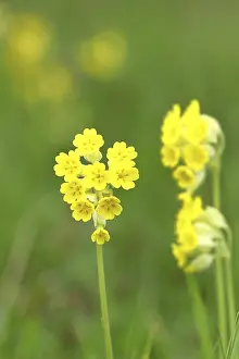 Cowslip Inflorescence Drucke: Common cowslip (Primula veris)