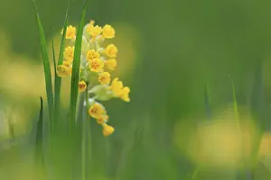 Primula Veris Drucke: Common cowslip (Primula veris)