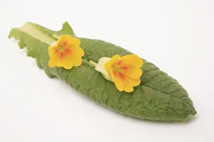 Primula Veris Drucke: Common cowslip (Primula veris)