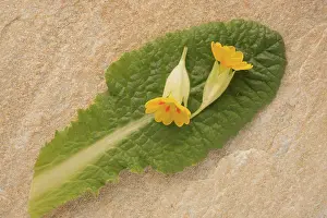 Primula Veris Drucke: Common cowslip (Primula veris)