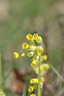 Hesse Germany Nature Scene Drucke: Common cowslip (Primula veris)